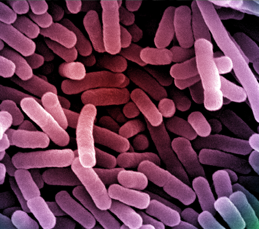 MICROMASCOTAS II